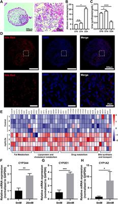 High-throughput bioengineering of homogenous and functional human-induced pluripotent stem cells-derived liver organoids via micropatterning technique